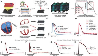 An Automated Platform for Assessment of Congenital and Drug-Induced Arrhythmia with hiPSC-Derived Cardiomyocytes